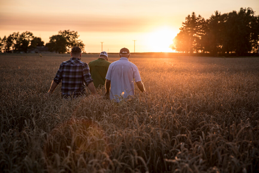 MB_BLD1011243_Men_Wheat_Field.jpg